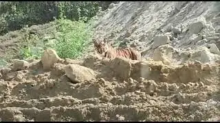 Tiger in manuguru area