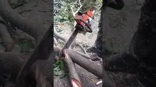 best skill chainsaw, woodcutter's skill four Firewood #shorts #chainsaw #treecutting
