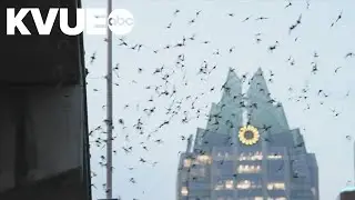 When bats invaded Downtown Austin | The Backstory