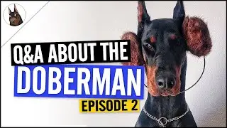 Questions & Answers about the Doberman - Episode 2