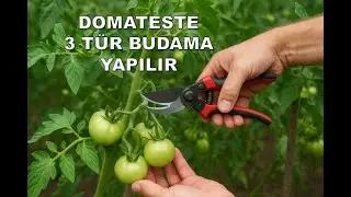Domates Tarımında Doğru Budama Koltuk Alma U&ccedil; Alma Alt Yaprak Budaması