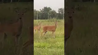 Michigan Whitetail deer in neighborhood!