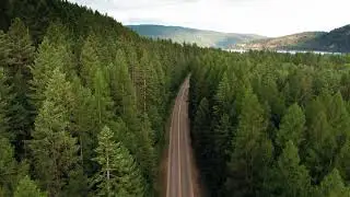 ROAD THROUGH FOREST