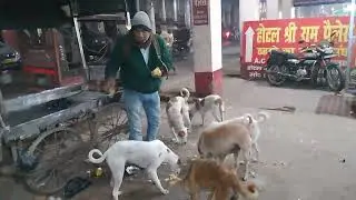 bezubaan kiSeva bejuban ki awaaz animal lover street dog animal prayagraj 