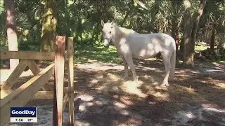 Church teaches life lessons with animals