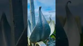 Savitribai Phule Pune University whatsapp status Vlog #puneuniversity #pune #vlog #sppu #sppuupdate