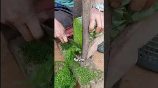 The way to dry Tobacco leaves🌱