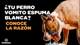 &iquest;TU PERRO VOMITA ESPUMA BLANCA?