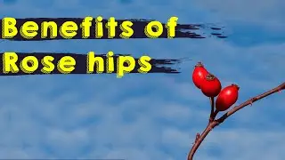 Health Care: Amazing Health Benefits Of Rose Hips - Health Tips