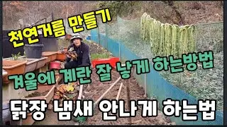 아직도 닭장을 냄새 나게 키우시나요? 이렇게 해보세요~ #천연거름만드는방법 #닭계란잘낳게하는방법 #닭겨울에키우는방법 #귀농귀촌 #브이로그 #닭장냄새안나게키우는방법