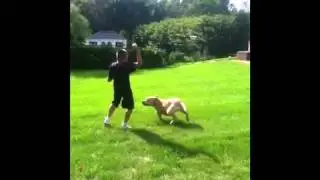 Big Pitbull Biting Me In Slow Moting