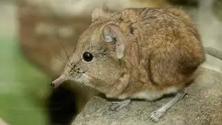 [Elephant Shrew] Elephant Shrew Facts || Elephant Shrew Appearance and Behavior