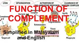 Function of Complement || Simplefied in both English and Malayalam