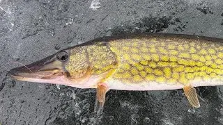 Ice Fishing 01/10/26 Lots of Action Bass Pickerel Pescuit la Copcă cu multă activitate Biban Știucă 