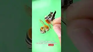 La abeja mas linda 🌎 #chile #mexico #argentina #naturaleza #abejas #hermosa #insectos #reels #lindo