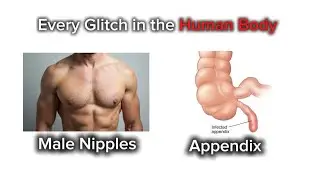 Every Glitch in the Human Body Explained 