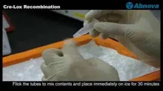 Cre-Lox Recombination