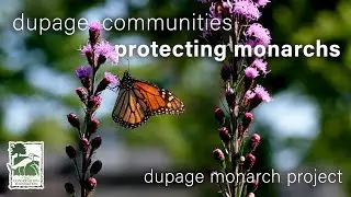 saving monarch butterflies