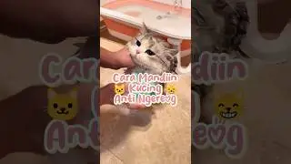 Cara Mandiin kucing anti Ngereog 😺😂 #catlovers