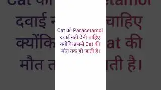 #Cat # # Paracetamol # Online Vet Doctor Consultation