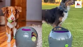 Best Automatic Ball Launcher Machine for Dogs || PetSafe Automatic Ball Launcher Review