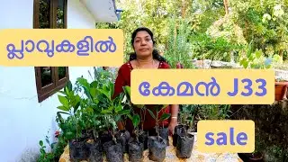 പ്ലാവുകളിൽ കേമൻ J33sale