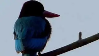 Birds in their natural habitat-blue kingfisher 2
