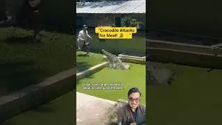 &ldquo;Dangerous Crocodile Chases Man for Meat! 🐊🔥&rdquo; #animals #animalshorts #shorts
