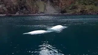 Beluga Whales Released | SEA LIFE Trust