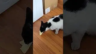 Kaşar g&ouml;r&uuml;nce g&ouml;zler b&ouml;yle oluyor 😻 When my cat sees cheese 😻