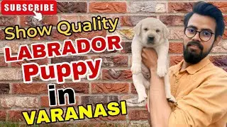 Premium Quality LABRADOR MALE Puppy In Varanasi 🤩