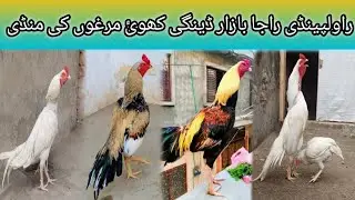 Rawalpindi Raja Bazar Dengi Khui Murgho Ki Mandi 2025 price