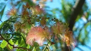 Rain Tree | East Indian Walnut, Monkey Pod,Beautiful Rain Tree