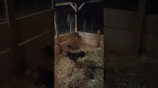 feeding the brood fowl ruble flarryeyes pure rubles