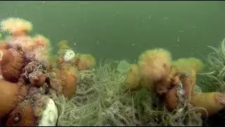 Vroege Vogels - Duik onder in de Oosterschelde