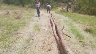 Sivac 600kg u vlasništvu Braće Zahirović - Velino selo Čelić