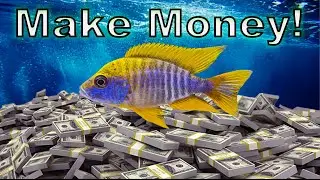 How to Make Money in Fish-Keeping Without Breeding Fish!