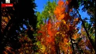 Johann Strauss - Tales from the Vienna Woods