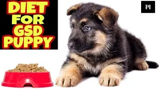 Diet for German shepherd puppy in Hindi | Petsinfomania