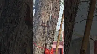 neem ke per se dudh nikal raha hai  #godmagic
