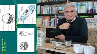 Y&uuml;ksek oranda Karvakrol i&ccedil;eren Bilye Kekik ( İzmir Kekiği) Nedir?
