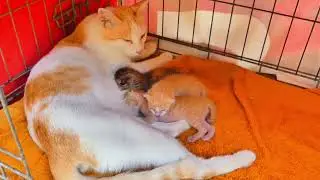 They are so beautiful the newborn baby kittens are getting milk from mom cat 