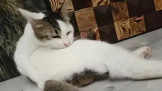 ASMR Cat Grooming | Cat Grooming Itself | Cat Licking