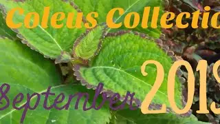 COLEUS Collection - SEPTEMBER  2019