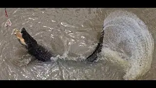 1hr of The Original Adelaide River Queen Jumping Crocodile Cruises. Northern Territory Australia🇦🇺