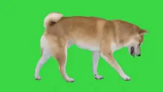 Cute shiba inu dog walking on a green screen 4K
