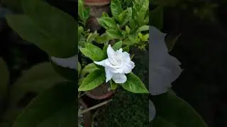 cape jasmine( Gardenia jasminoides) plant #garden #houseplant #plant #flower