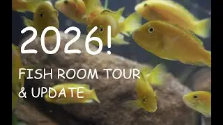 2026 Fish Room Tour and Update
