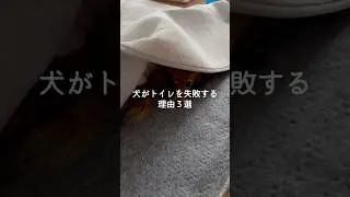 犬がトイレを失敗する理由3選 #犬 #いぬ #犬のいる生活 #いぬのいる生活 #犬のいる暮らし #雑学 #豆知識 VOICEVOX:ずんだもん