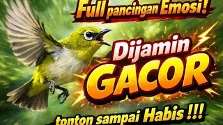 Full Suara Pancingan bikin Emosi, Dijamin_Gacor‼️#pleci#pleciGank